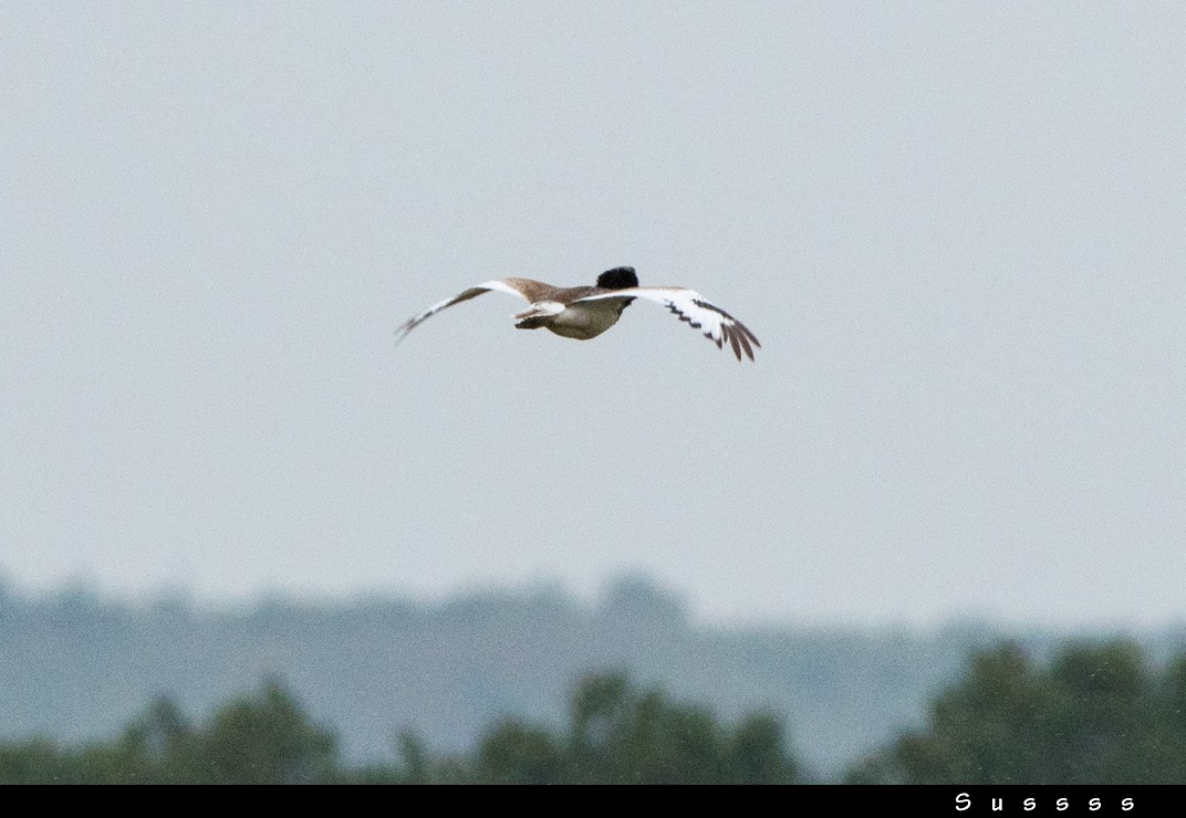 Little Bustard - ML635013213
