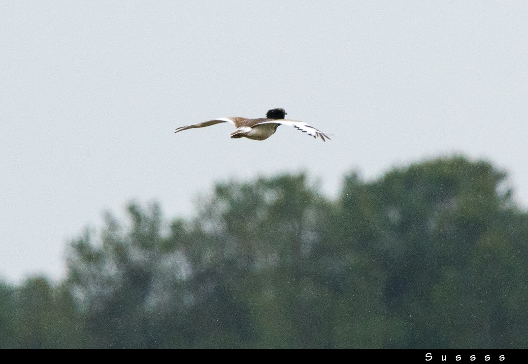 Little Bustard - ML635013214