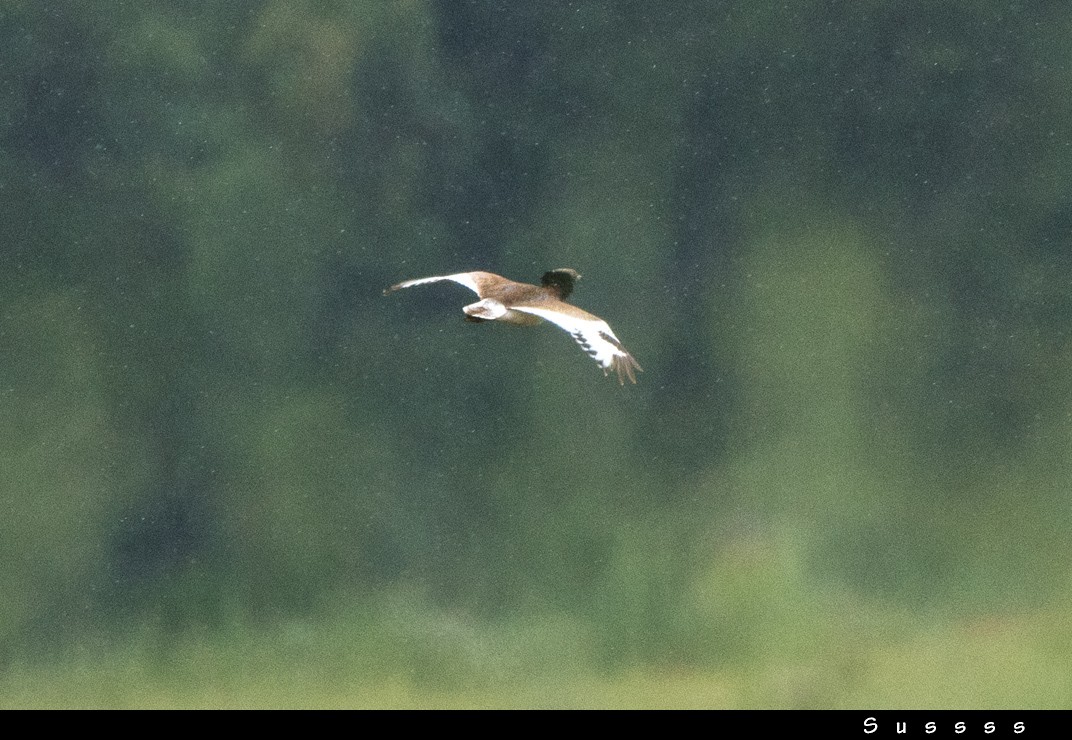 Little Bustard - ML635013215