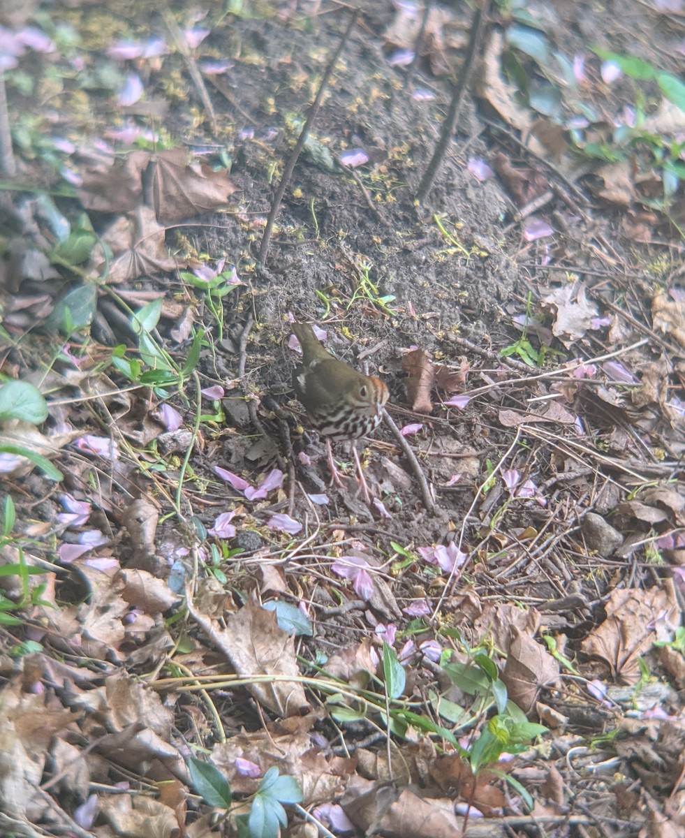 Ovenbird - ML635013259