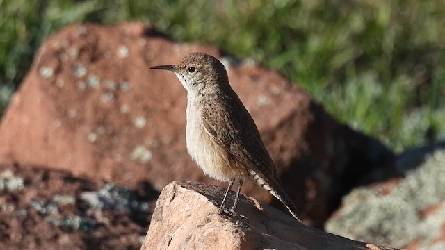 Rock Wren - ML635013264