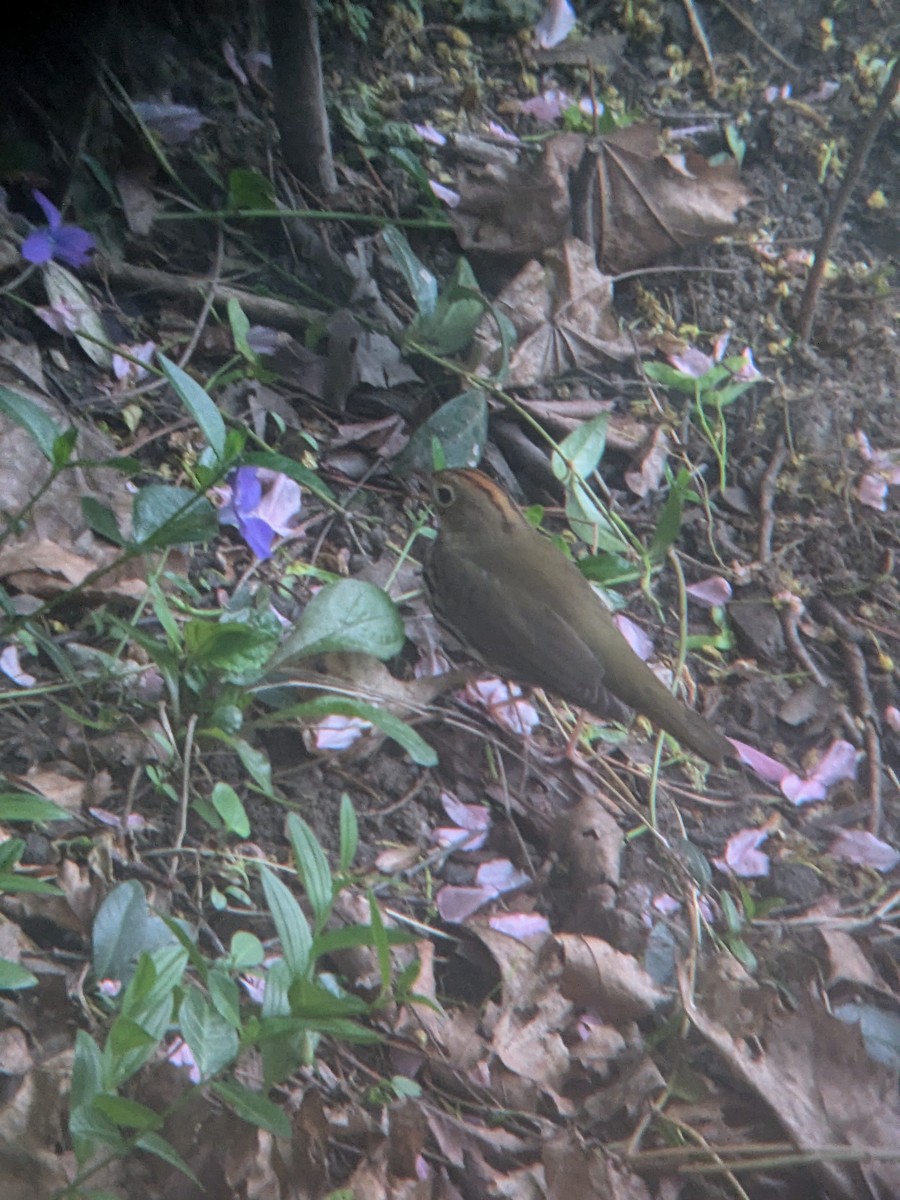 Ovenbird - ML635013268