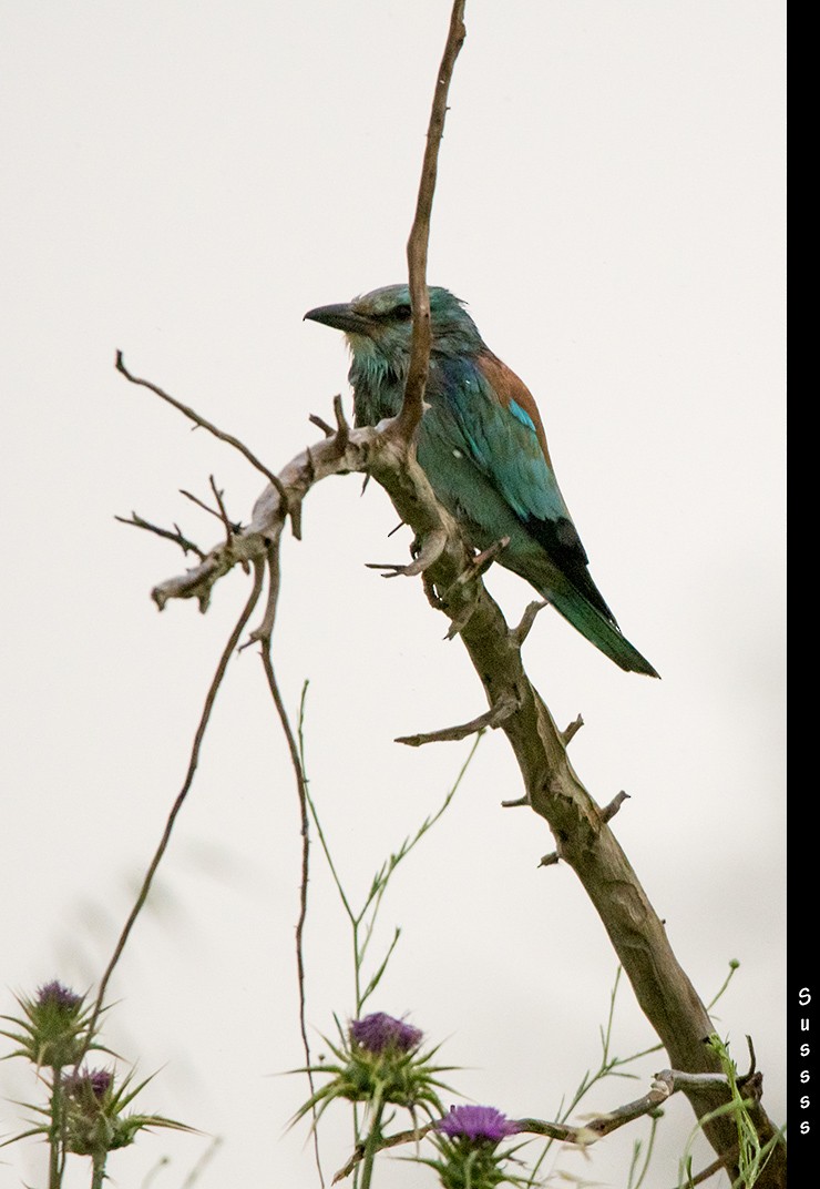 European Roller - ML635013271