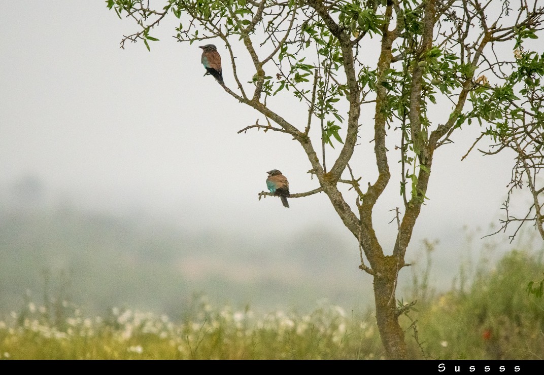 European Roller - ML635013272