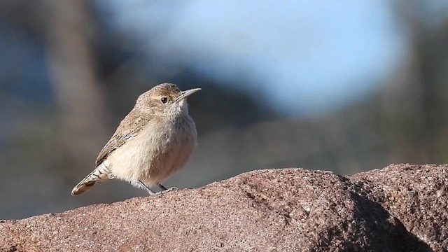 Rock Wren - ML635013275