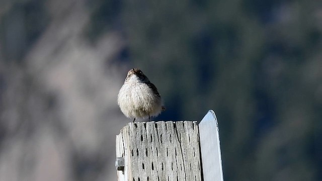 Rock Wren - ML635013283