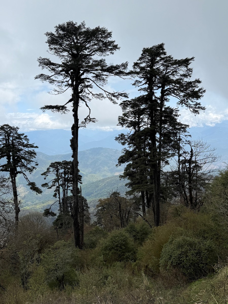 Not specified - Bitty Roy