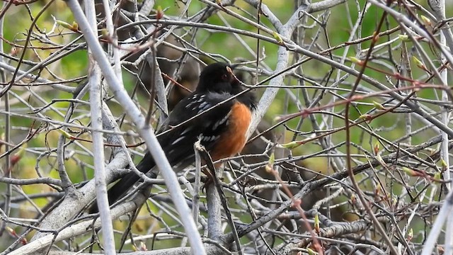 Spotted Towhee - ML635013337