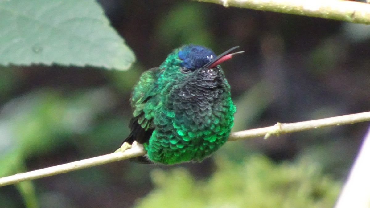 Indigo-capped Hummingbird - ML635013338