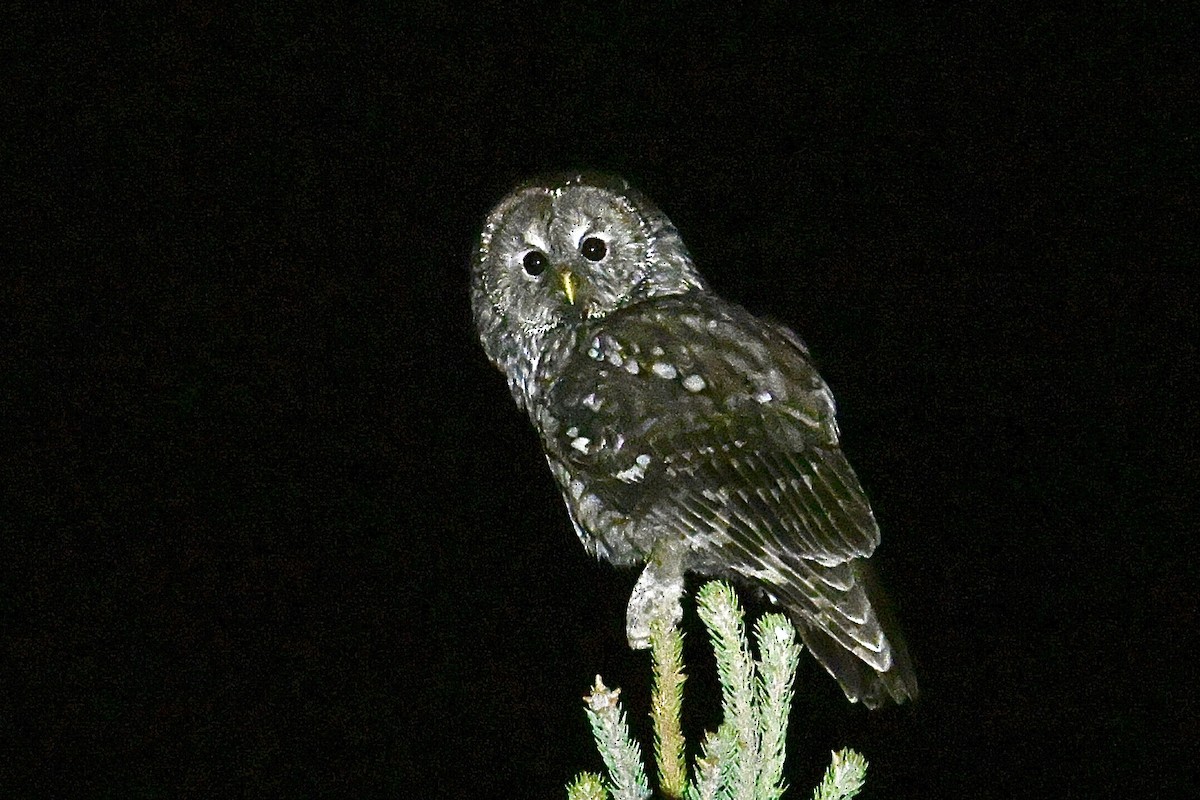 Ural Owl (Pere David's) - ML635013362