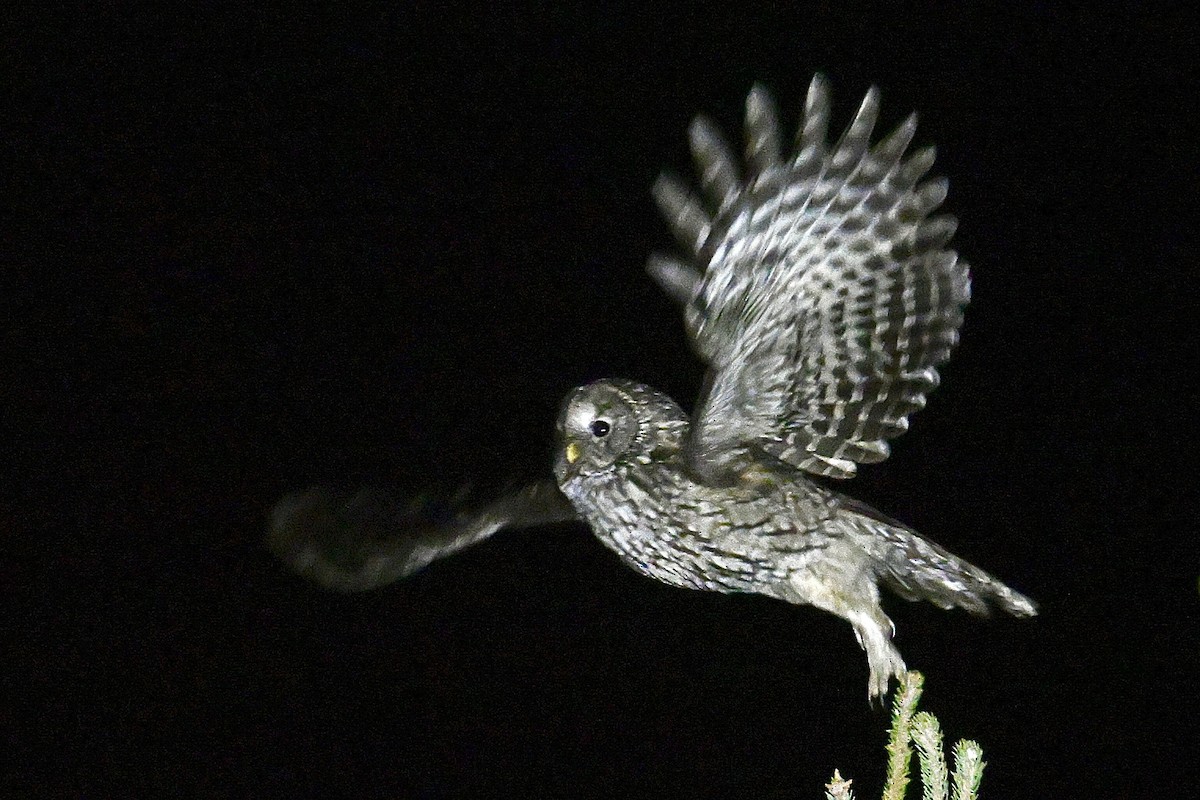 Ural Owl (Pere David's) - ML635013368