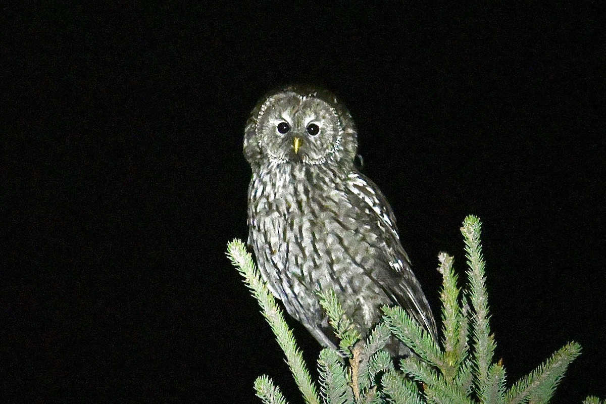 Ural Owl (Pere David's) - ML635013370