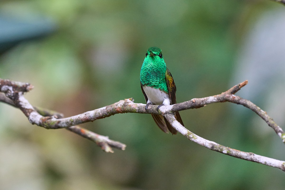 Snowy-bellied Hummingbird - ML635013407