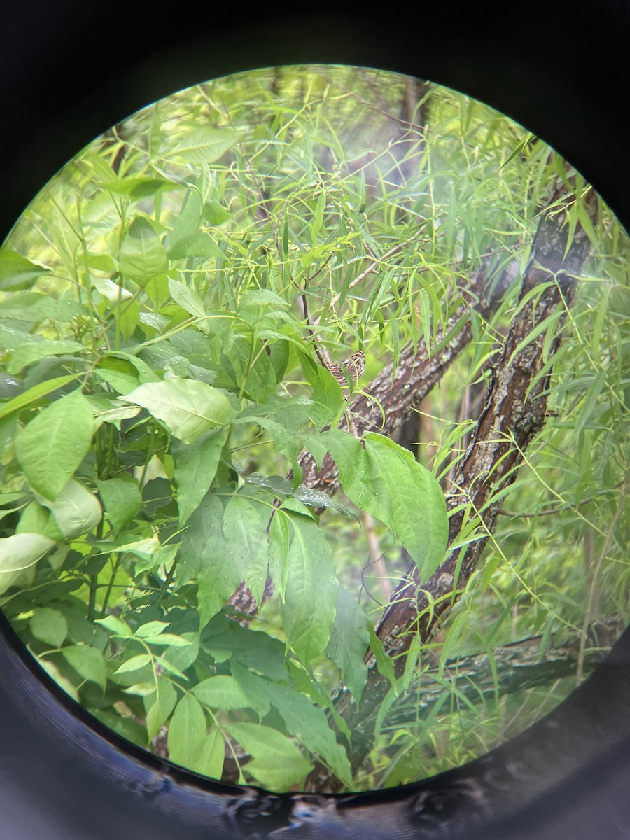 Savannah Sparrow - ML635013438