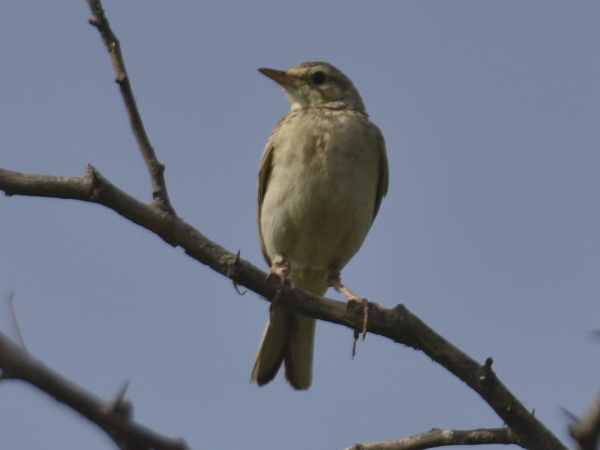 Paddyfield Pipit - ML635013488