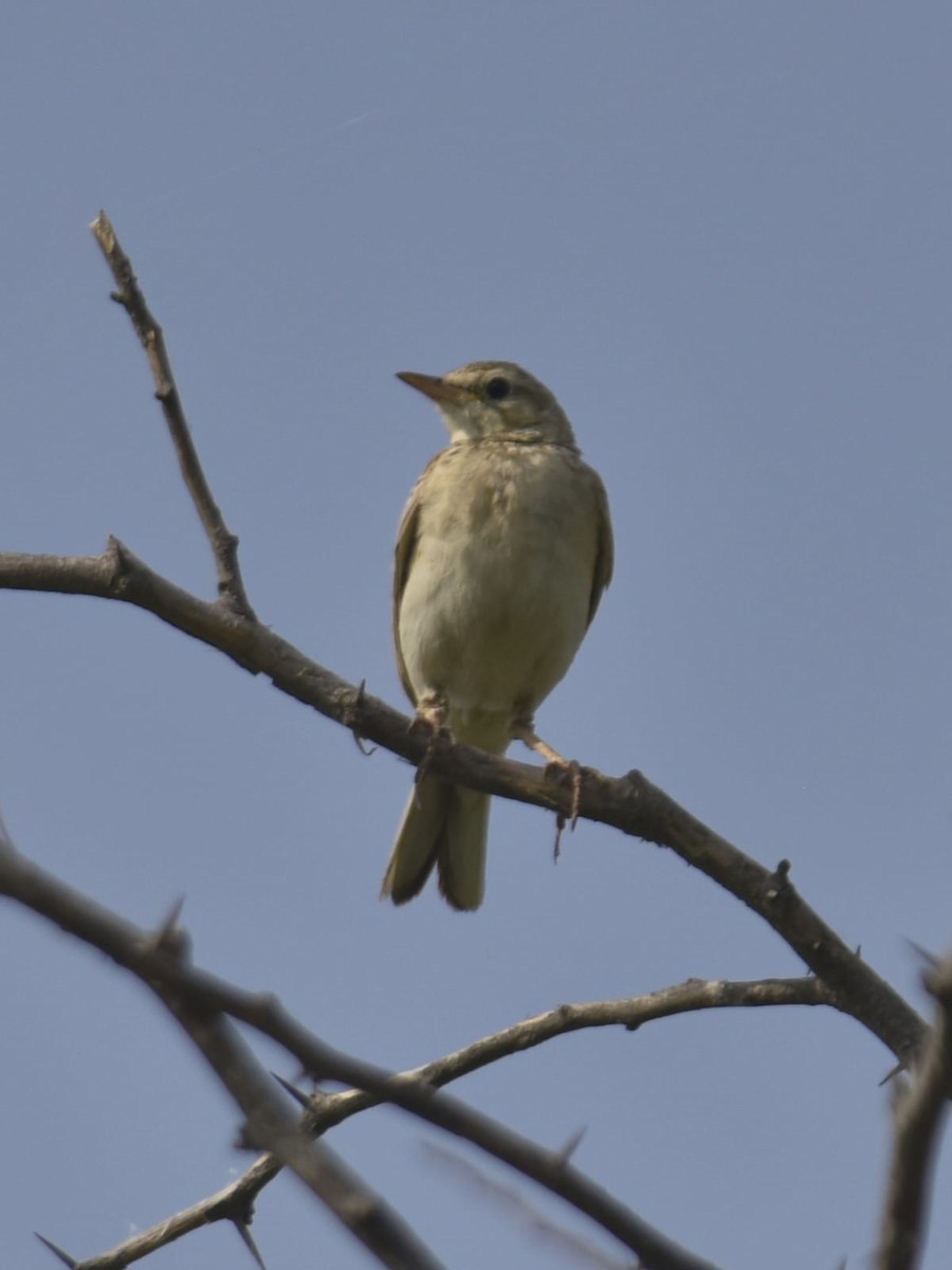 Paddyfield Pipit - ML635013489