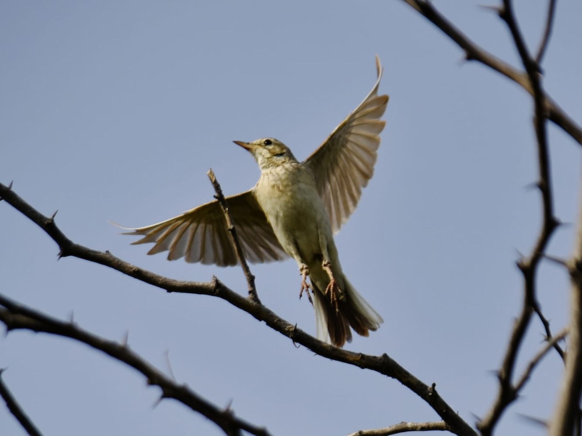 Paddyfield Pipit - ML635013490