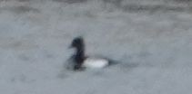 Lesser Scaup - ML635013517