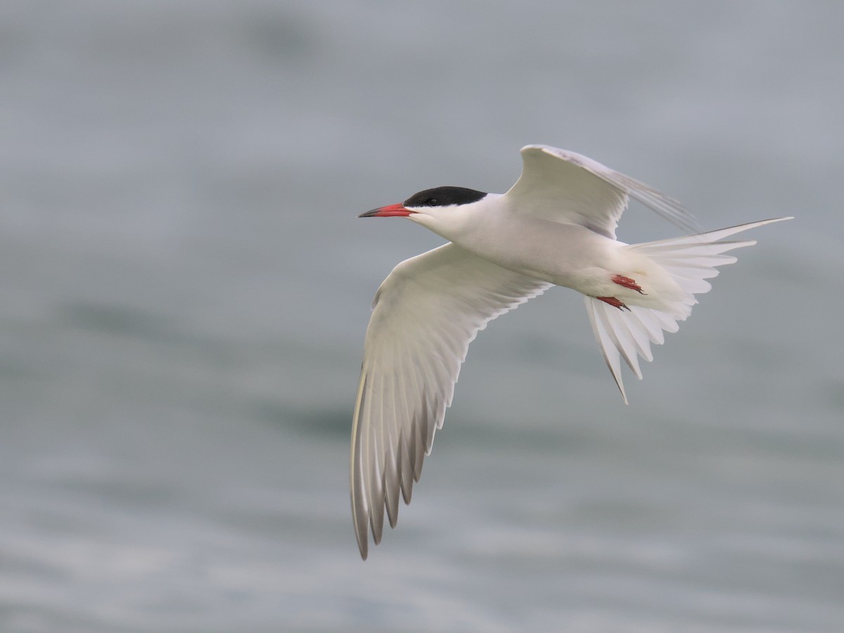 Common Tern - ML635013791