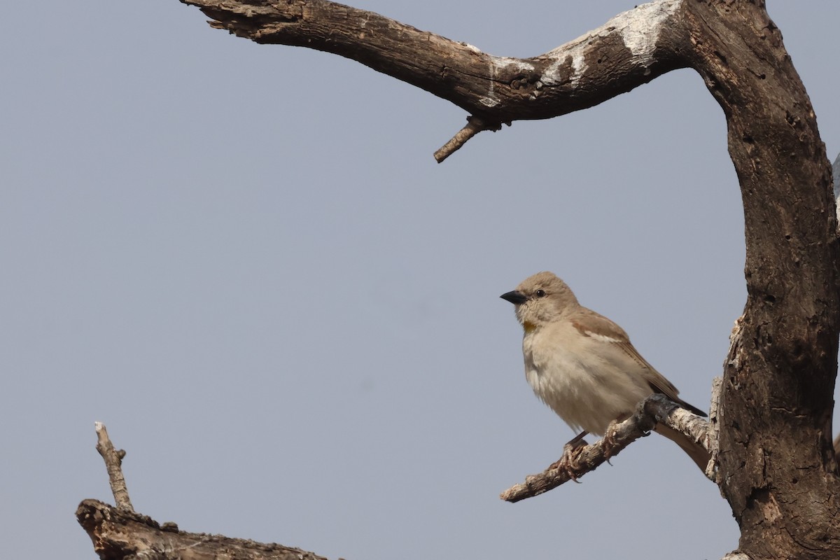 Yellow-throated Sparrow - ML635013853