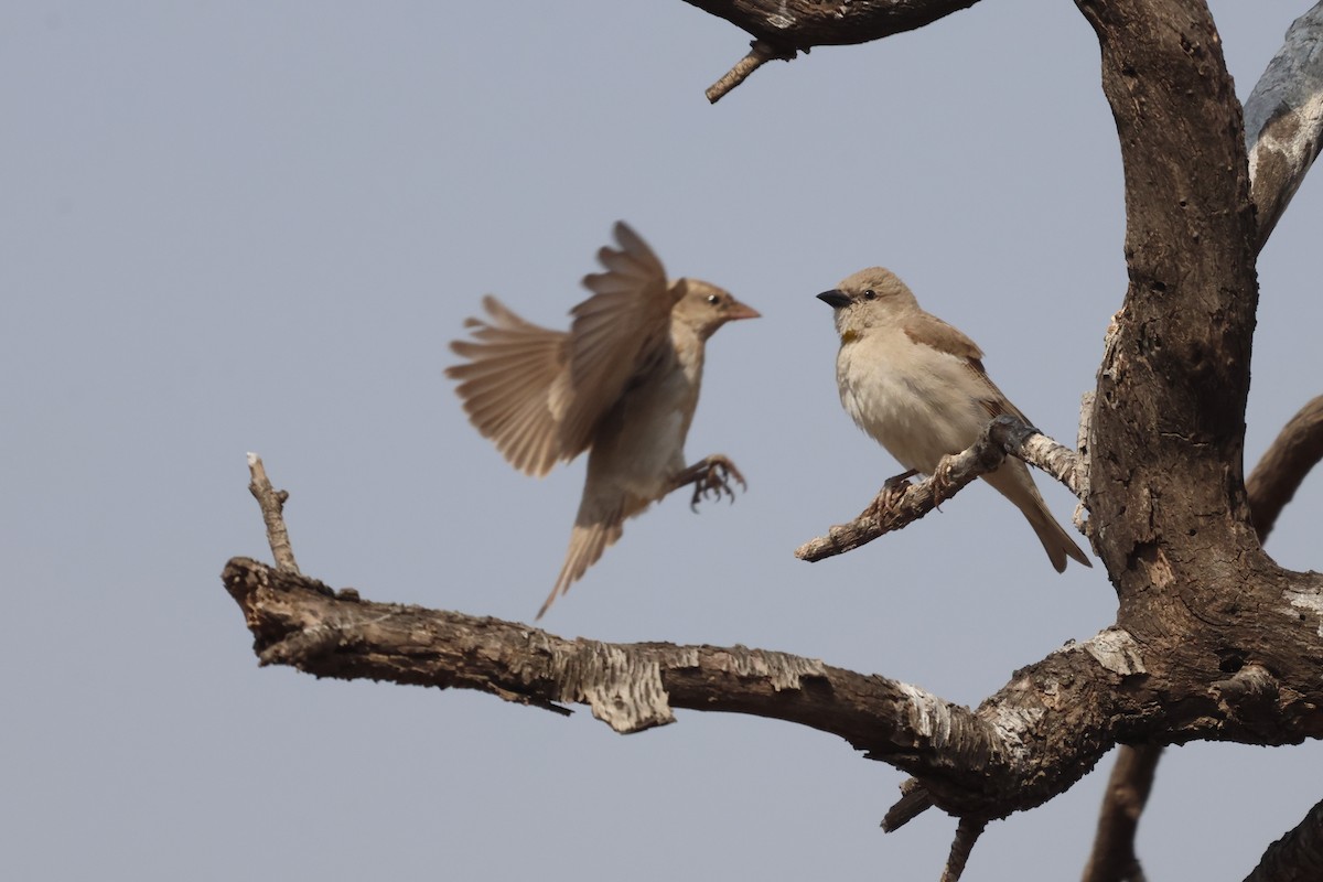 Yellow-throated Sparrow - ML635013855