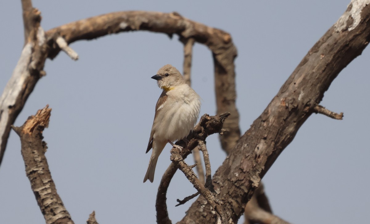 Yellow-throated Sparrow - ML635013856