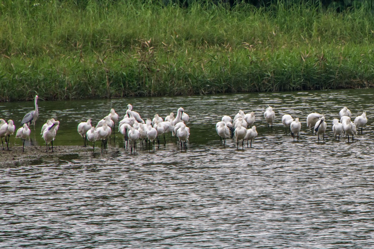 Black-faced Spoonbill - ML635013924