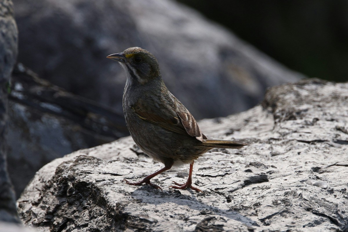 Seaside Sparrow - ML635013964
