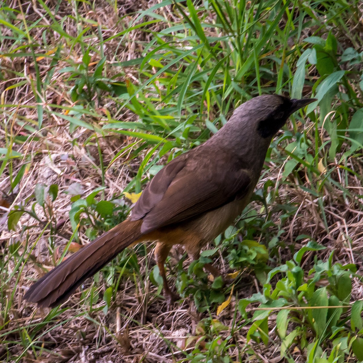 Masked Laughingthrush - ML635013975