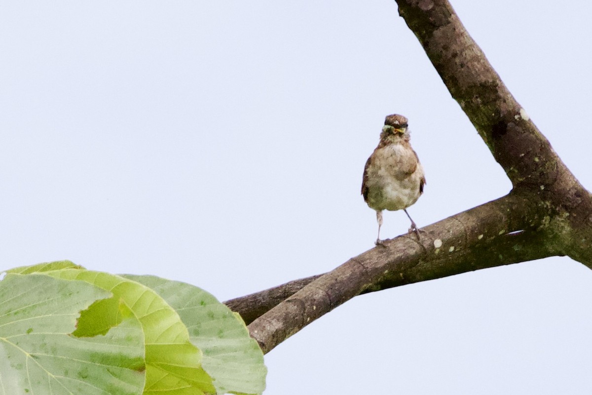 Black-billed Thrush - ML635014165