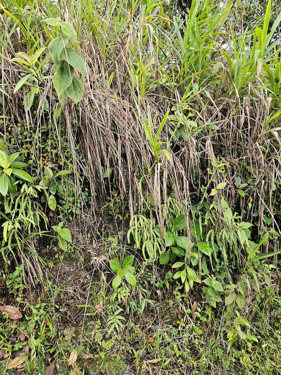 Common Chlorospingus - ML635014172
