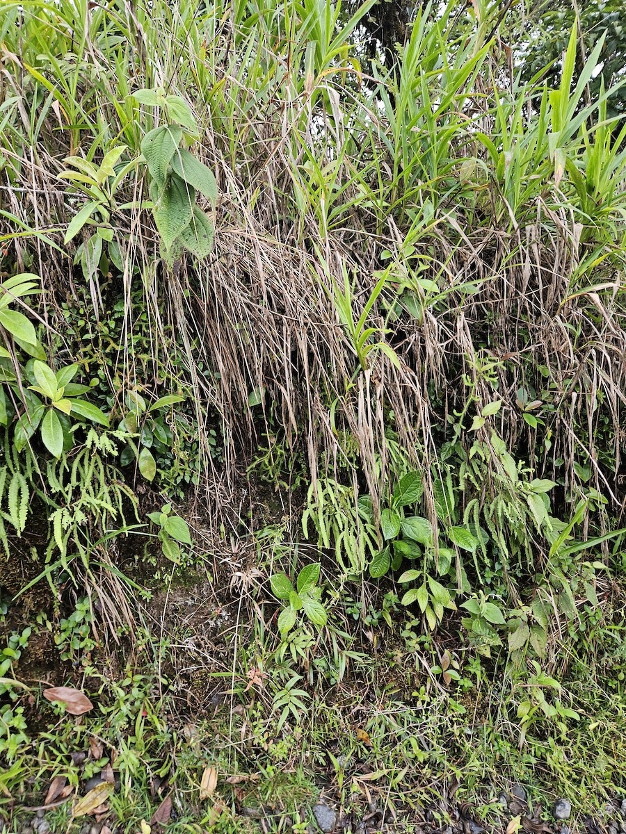 Common Chlorospingus - ML635014173