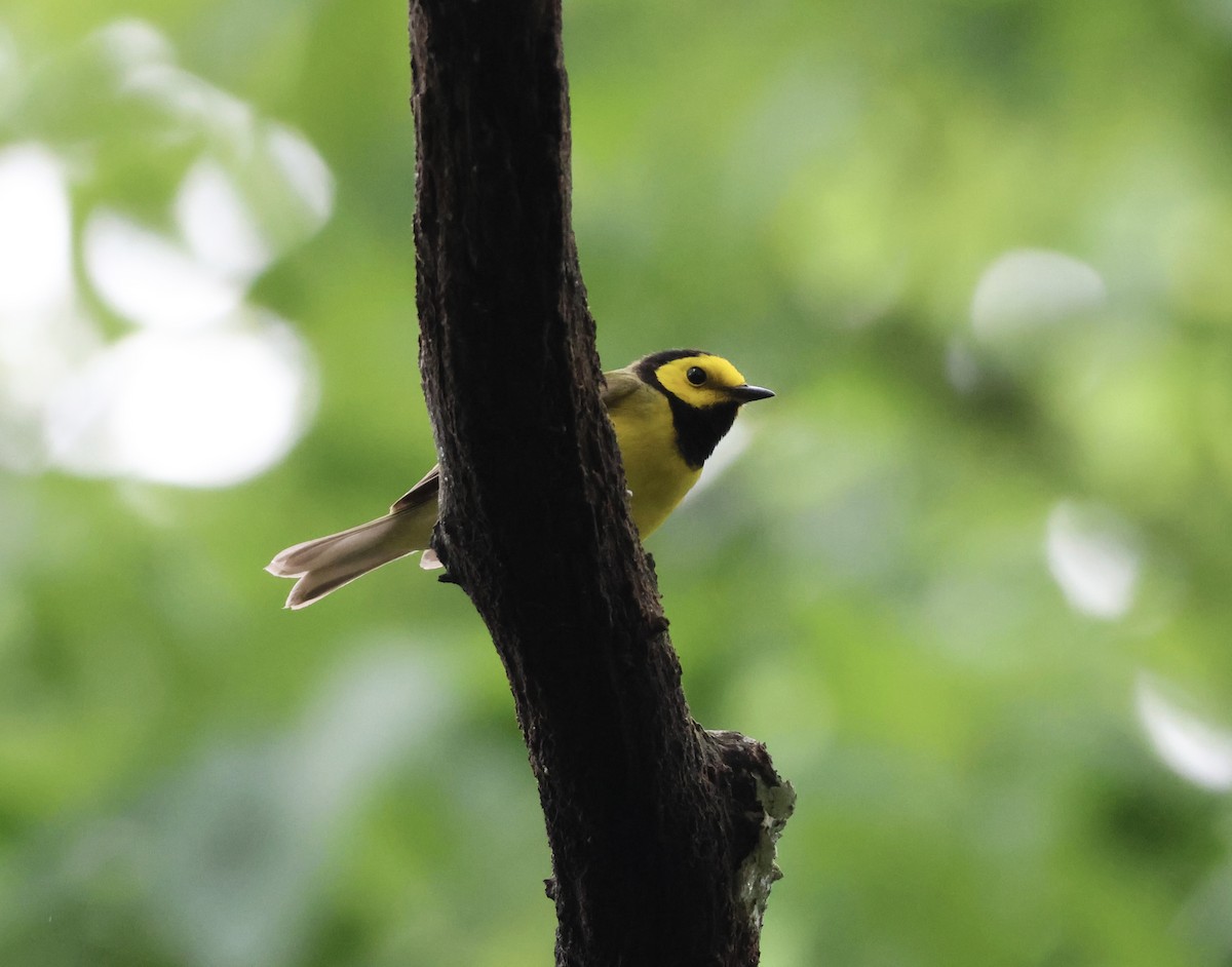 lesňáček kápový - ML635014184