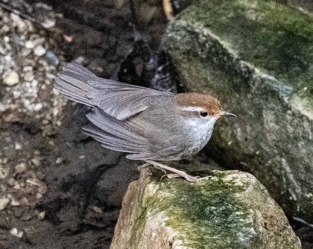 Chestnut-crowned Bush Warbler - ML635014189