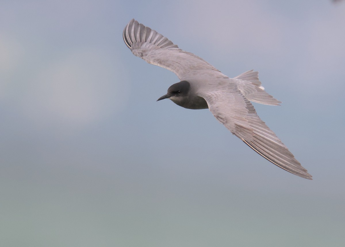 Black Tern - ML635014194