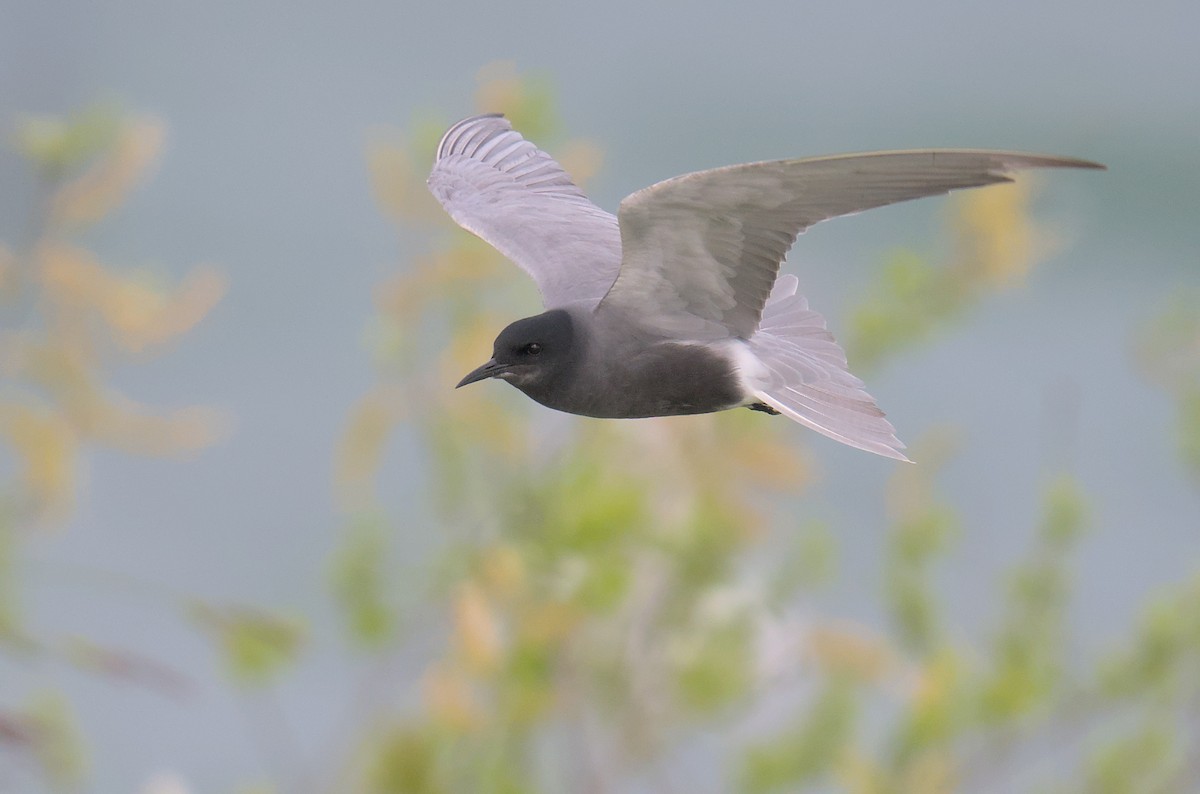 Black Tern - ML635014208