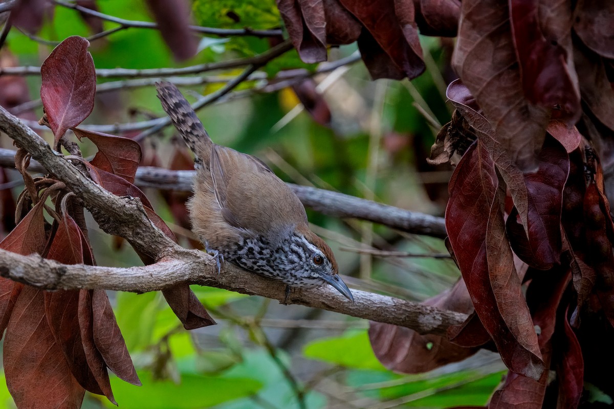 Spot-breasted Wren - ML635014310