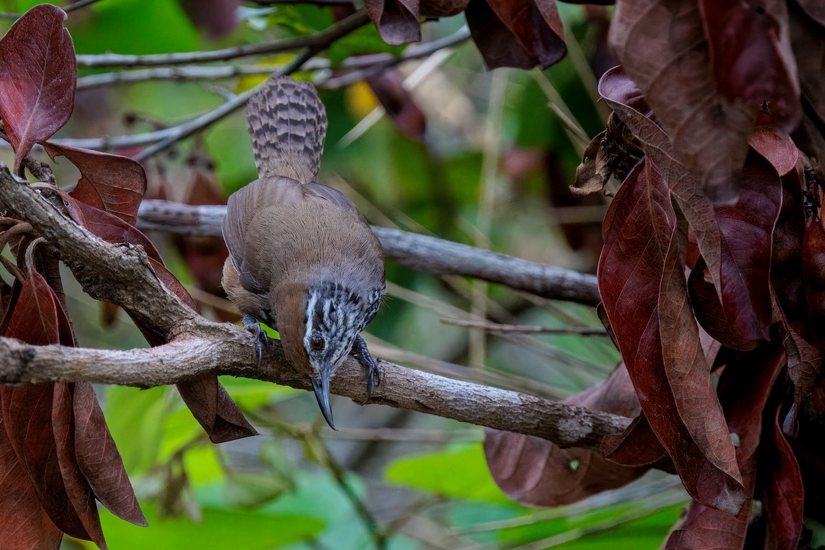 Spot-breasted Wren - ML635014311