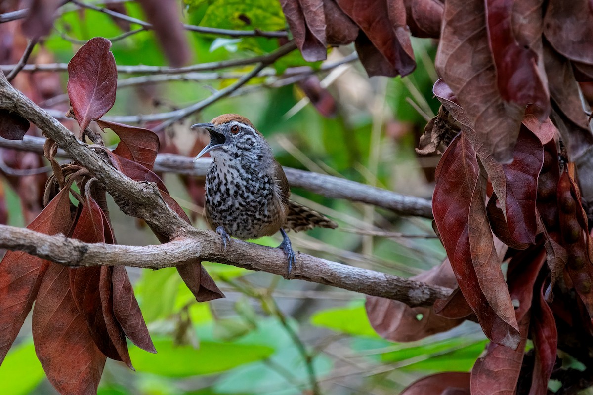 Spot-breasted Wren - ML635014312
