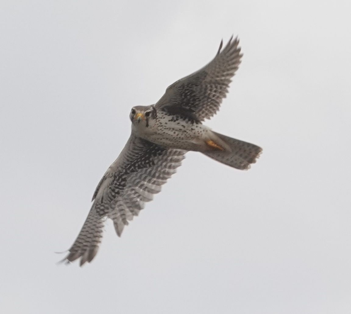 Prairie Falcon - ML635014340