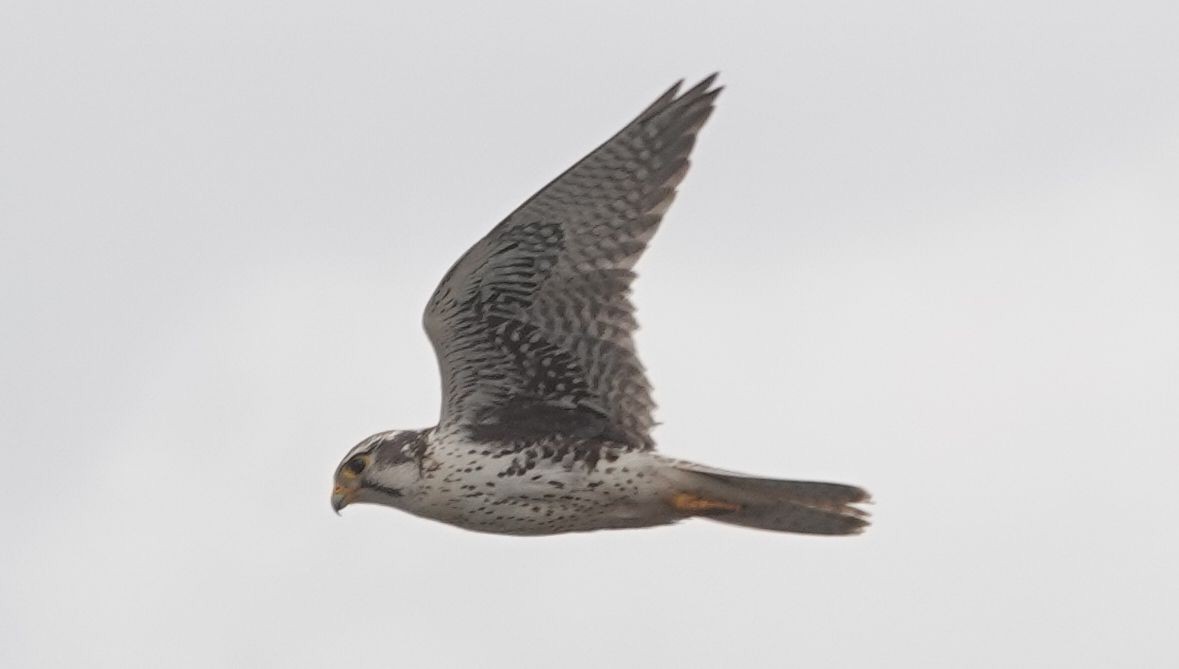 Prairie Falcon - ML635014355