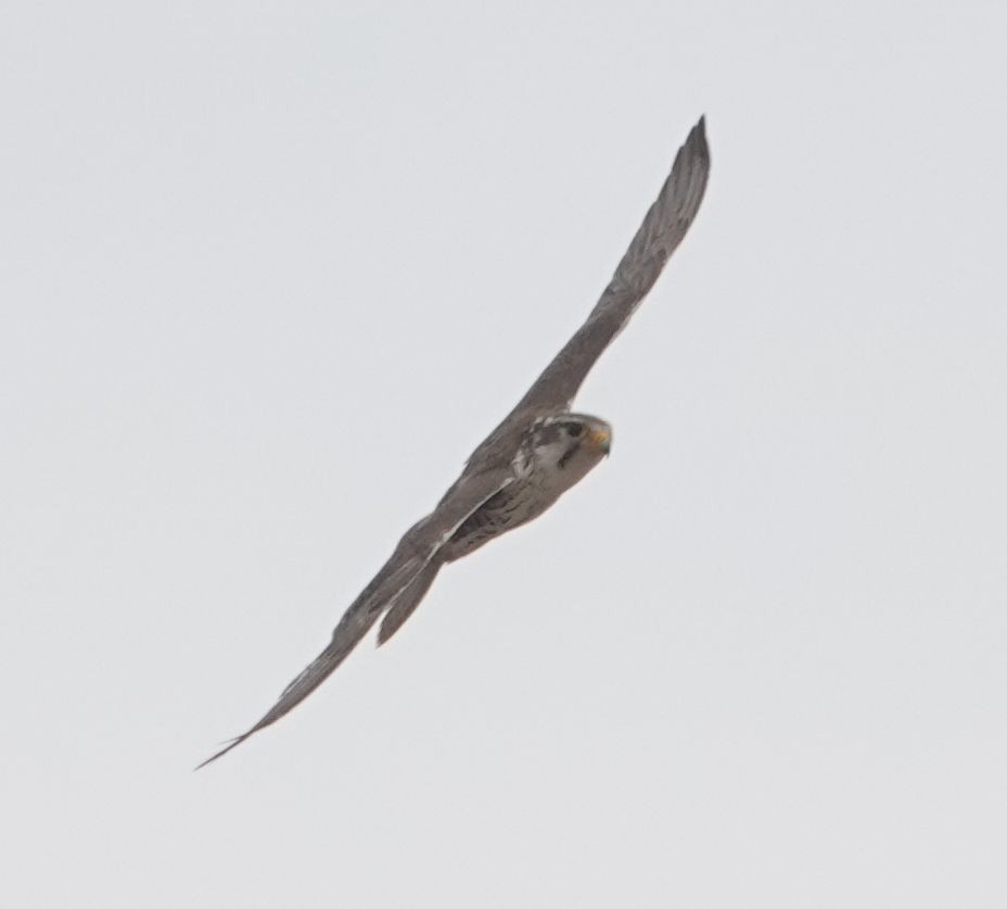 Prairie Falcon - ML635014372