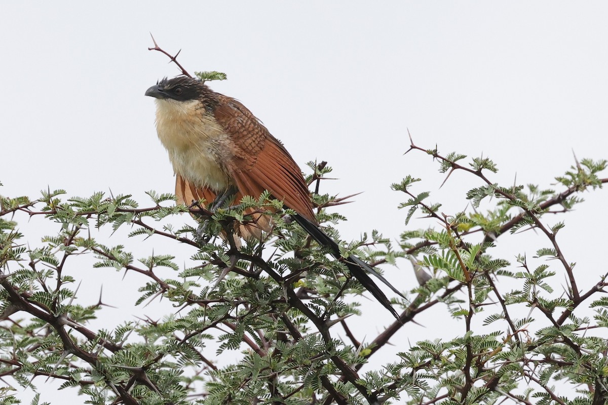Burchell's Coucal - ML635014471