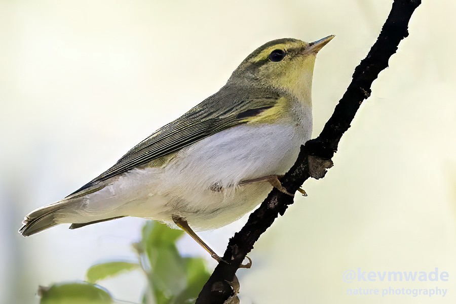 Wood Warbler - ML635014473