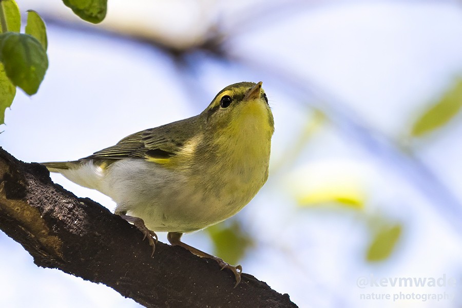 Wood Warbler - ML635014474