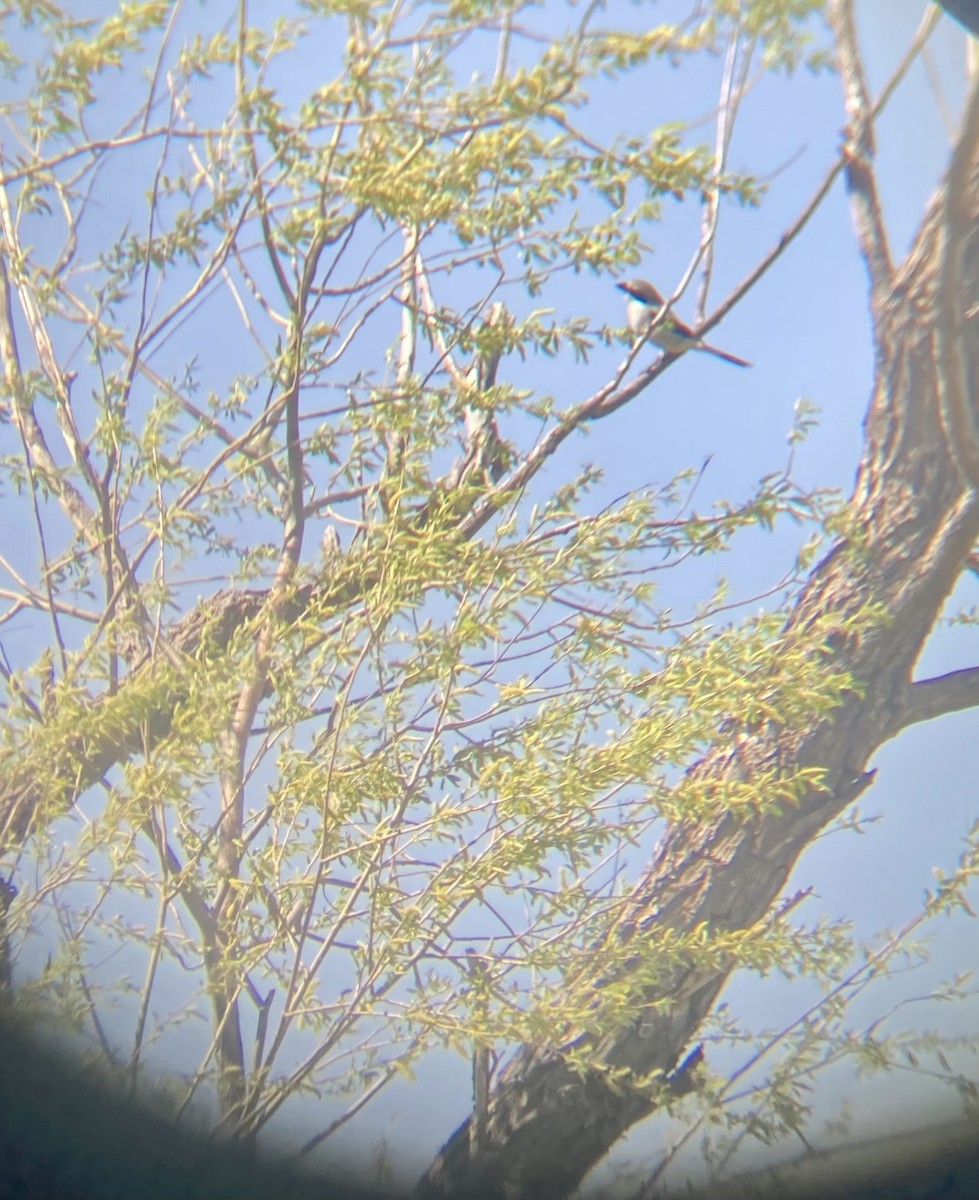 Loggerhead Shrike - ML635014601