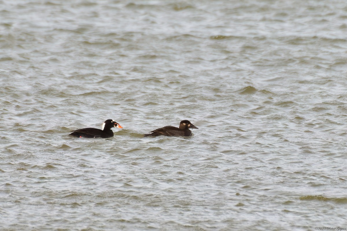 Surf Scoter - ML635014634