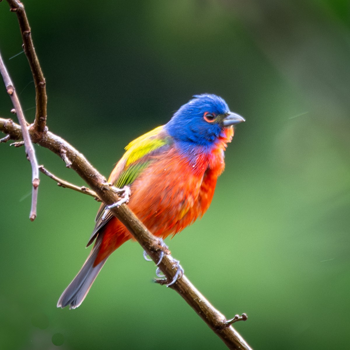 Painted Bunting - ML635014709