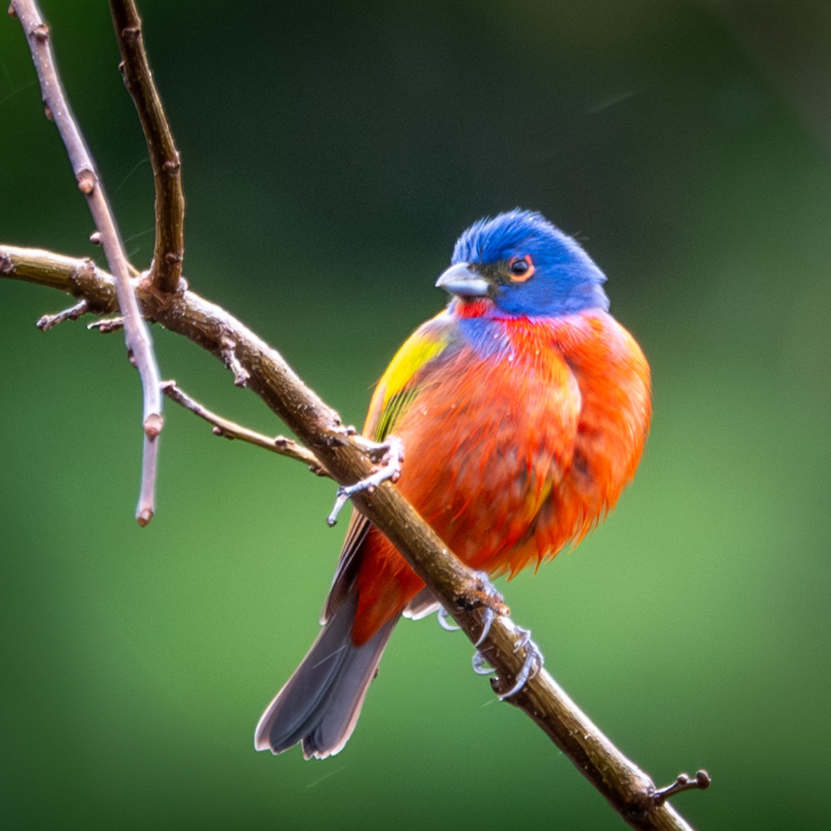 Painted Bunting - ML635014720