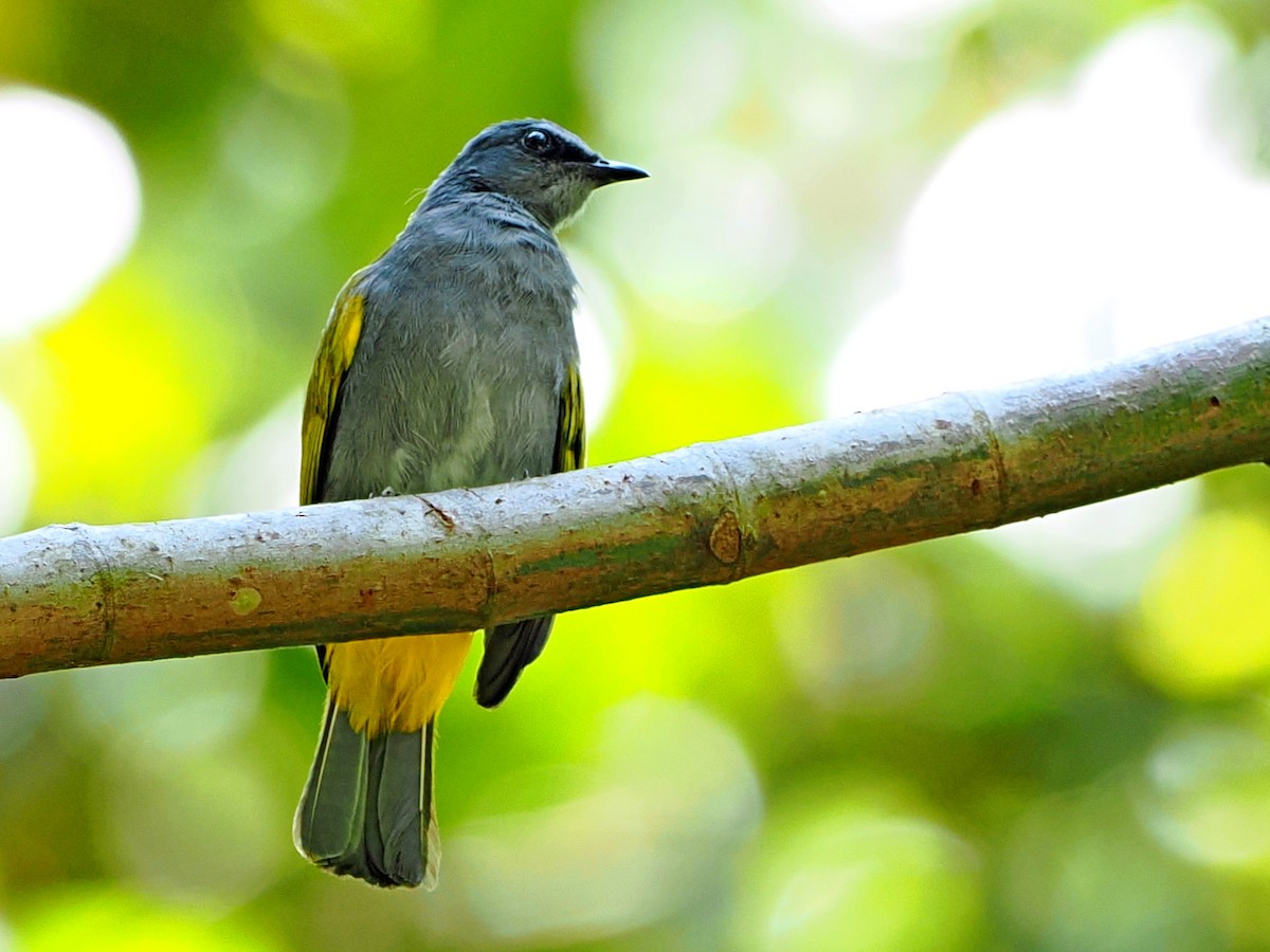 Gray-bellied Bulbul - ML635014735